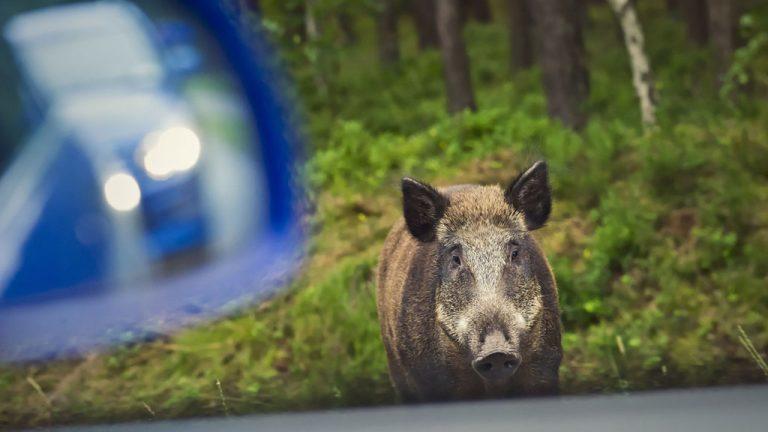 Jabalíes detrás del 35,5 % de accidentes con animales