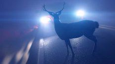 ¿Qué debo hacer si atropello a un animal con mi coche?