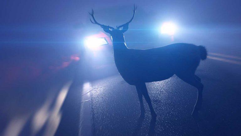 ¿Qué debo hacer si atropello a un animal con mi coche?