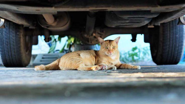 Dar golpes en el capó antes de arrancar, un gesto pequeño pero importante
