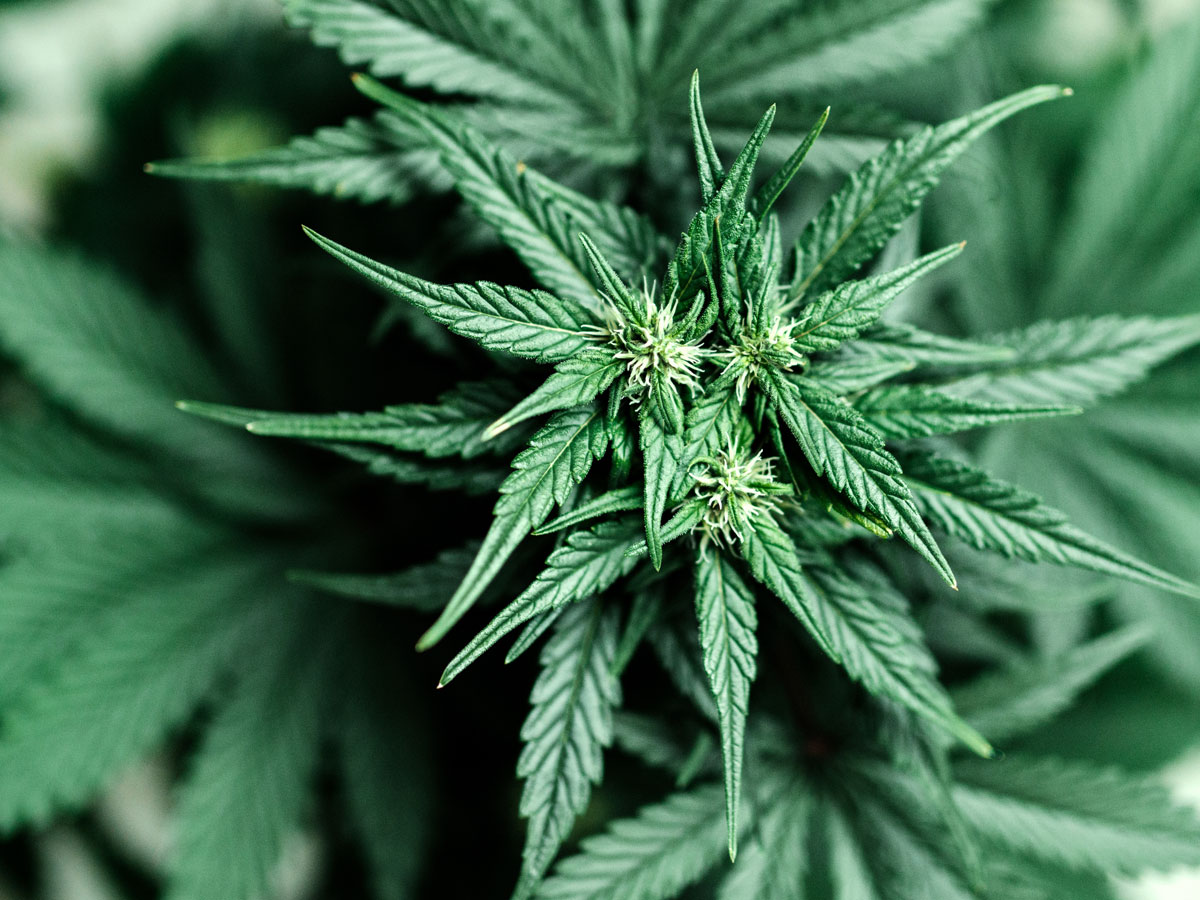 conducir un coche con marihuana