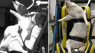 Pruebas de choque cerdos